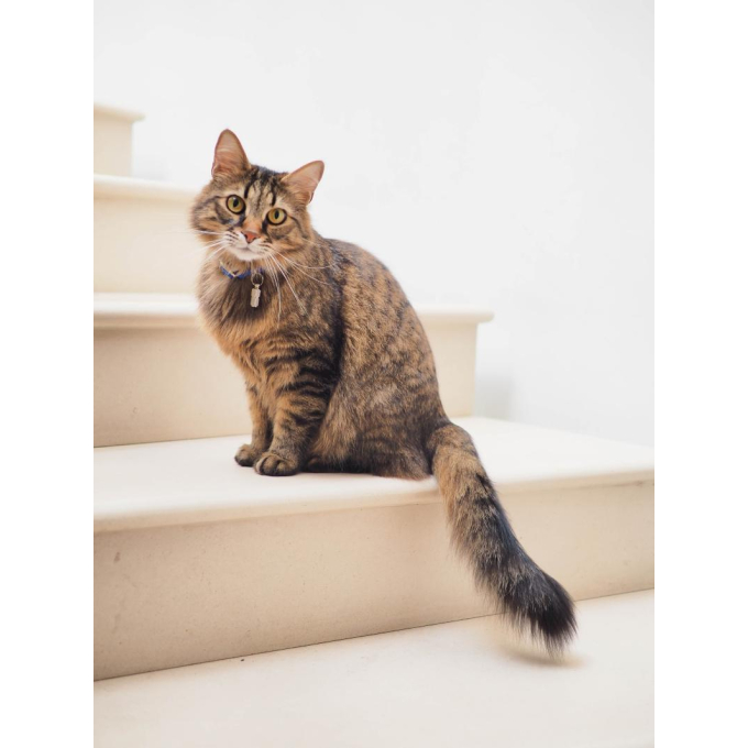 Skin coat care Adult cat With chicken and beef canned food for